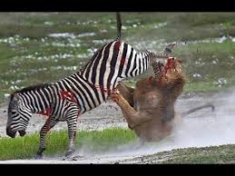 شکار وحشیانه گور خر توسط شیر