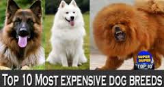 ده سگ اول دنیا TOP 10 EXPENSIVE DOGS